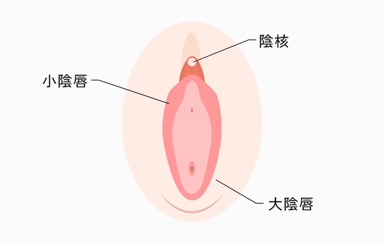 小陰唇とは